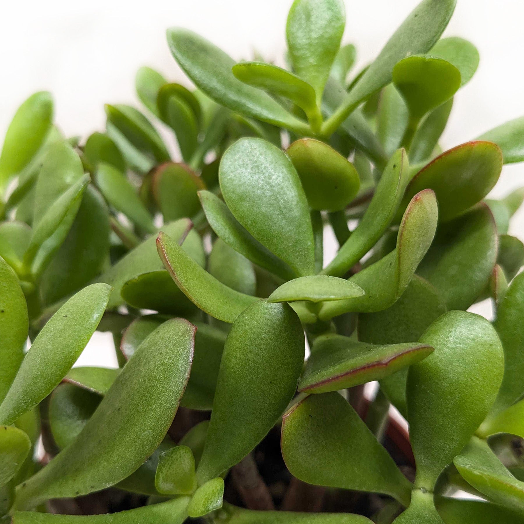 Close-up of a vibrant Crassula 'Jade' succulent with thick, glossy green leaves and red-tipped edges.