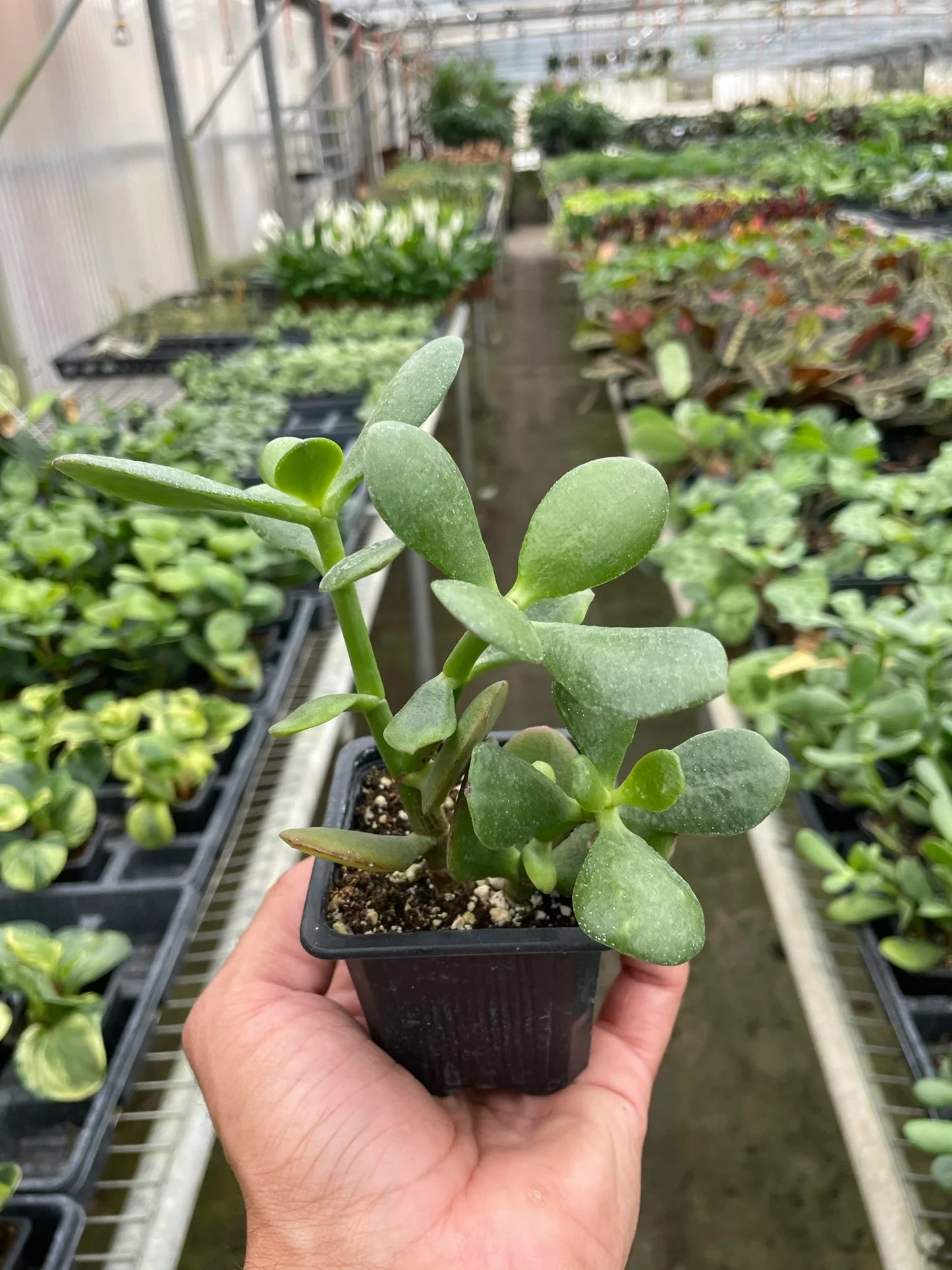 Hand holding a small Crassula ovata 'Jade' succulent in a black nursery pot, surrounded by other plants.