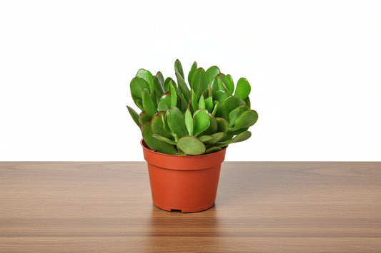 Small Crassula 'Jade' succulent with glossy green leaves and red tips in a terracotta pot on a wood surface.