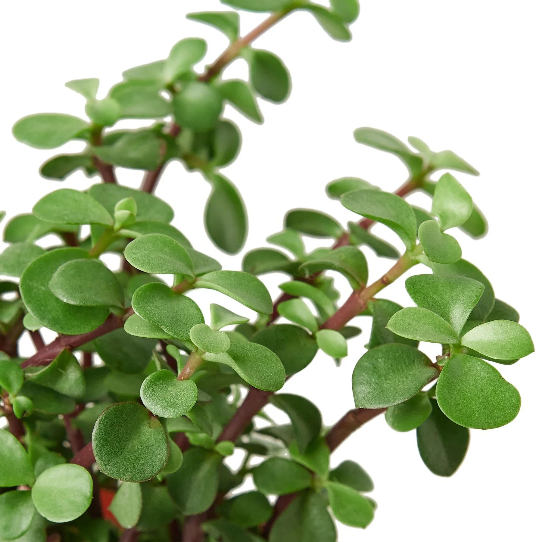 Close-up of an Elephant Bush succulent with small, round, bright green leaves and reddish-brown stems.
