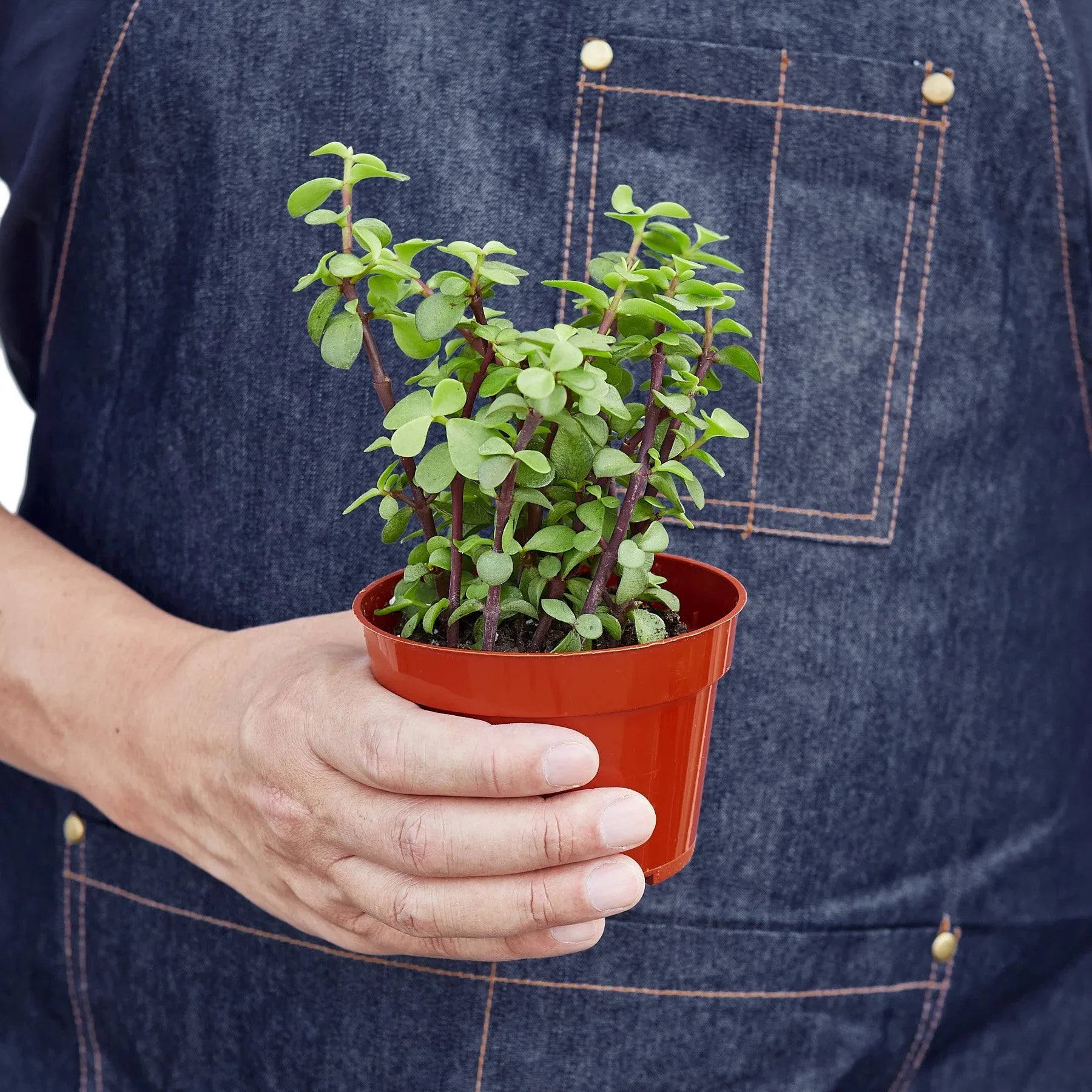 Hand holding a small Elephant Bush succulent in a brown pot, against a denim apron.