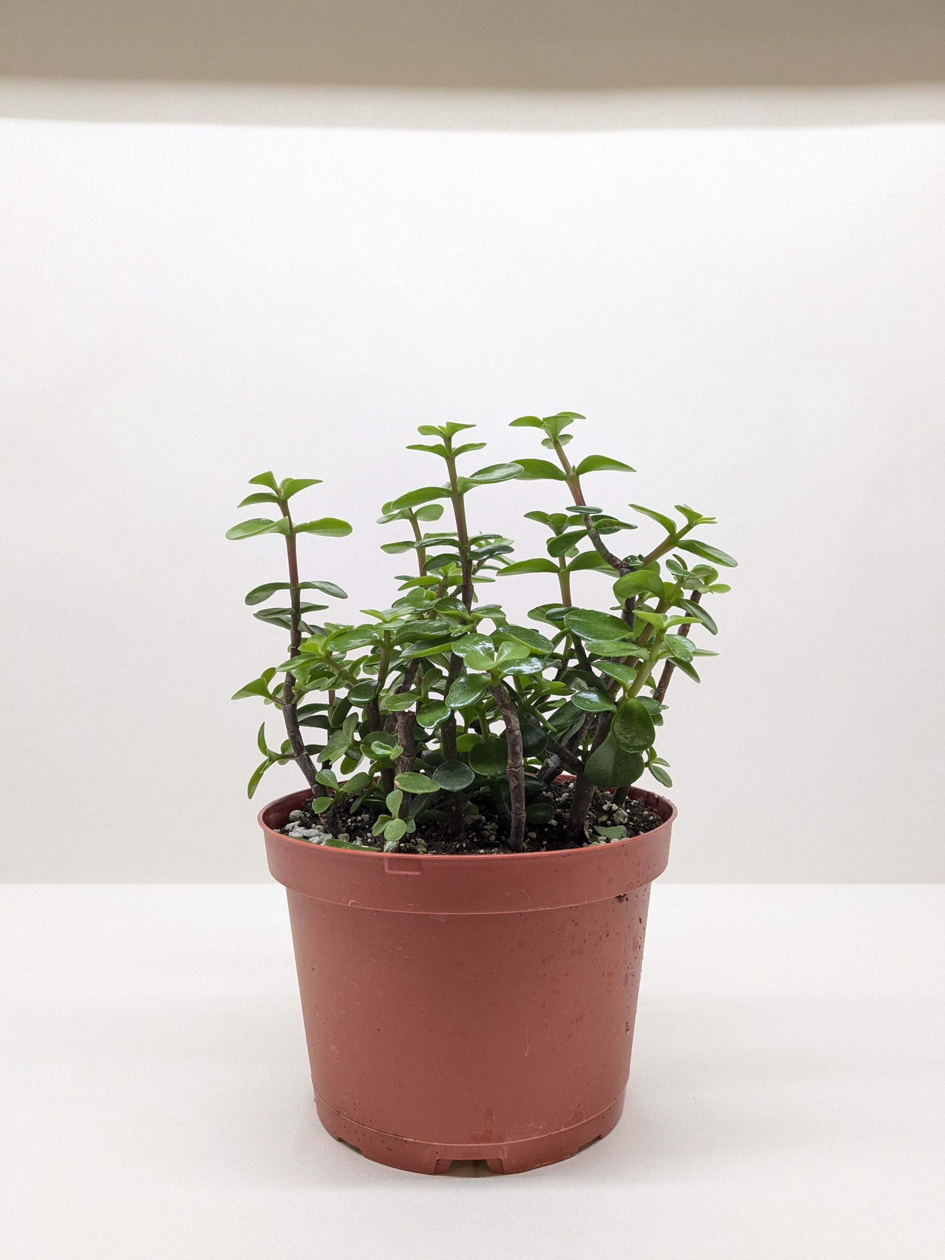 Vibrant Elephant Bush succulent in a brown pot, featuring small green leaves and reddish-brown stems.