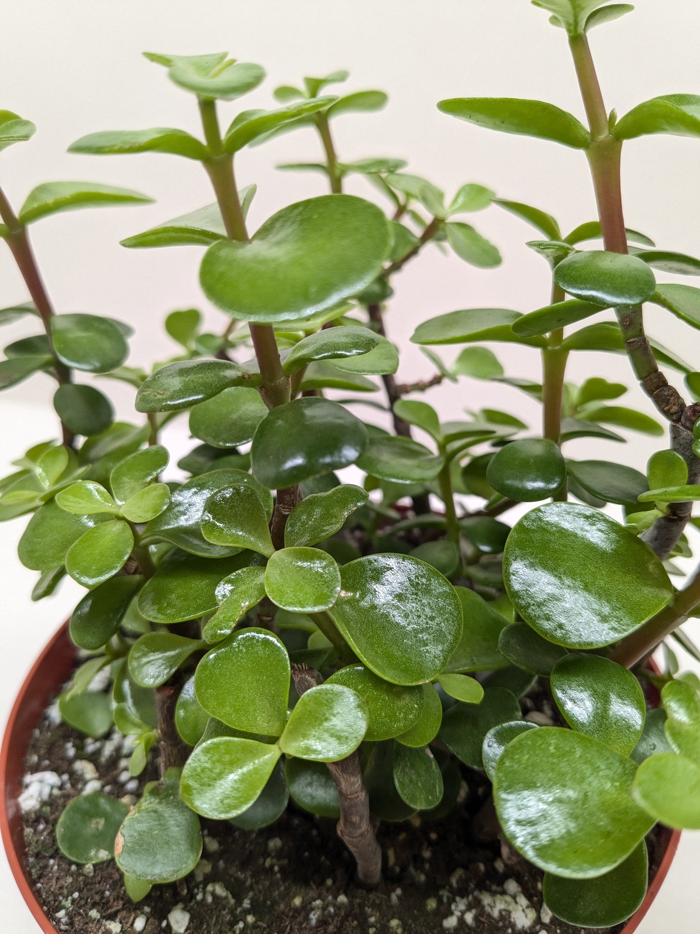 Vibrant green Elephant Bush succulent with small, round leaves and reddish-brown stems in a terracotta pot.