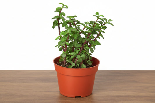 Vibrant green Elephant Bush succulent in a 4" terracotta pot on a wooden surface.
