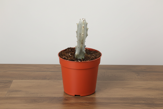 Small Euphorbia 'Dragon Bone' succulent with mottled silver-green stem in a terracotta pot.