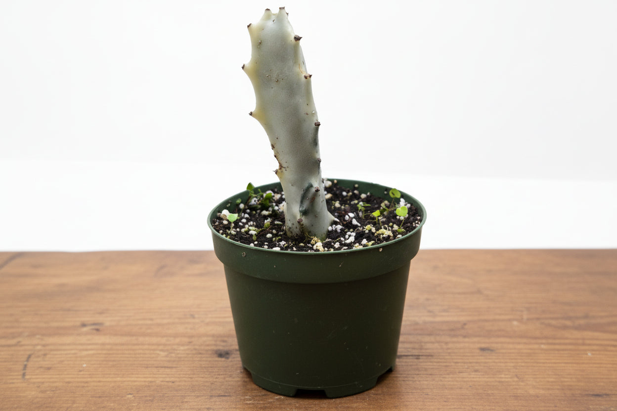 Small Euphorbia 'Dragon Bone' succulent with mottled silver-green stem in a dark green pot.
