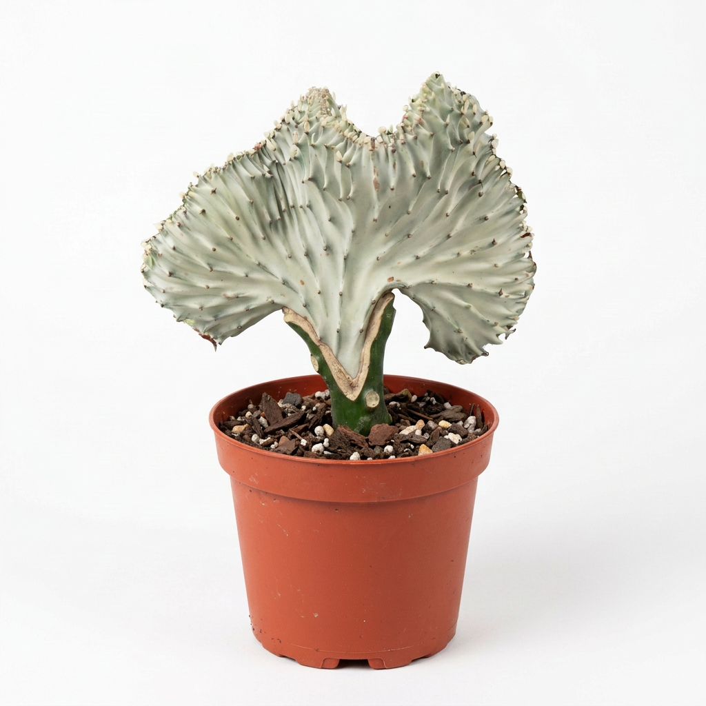 A potted euphorbia lactea white ghost succulent cactus plant with a pale sage-green, fan-shaped succulent body and a green stem, shown in a terracotta-colored plastic nursery pot on a solid white surface and background.