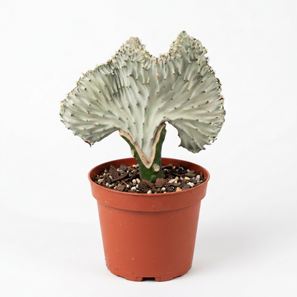 A potted euphorbia lactea white ghost succulent cactus plant with a pale sage-green, fan-shaped succulent body and a green stem, shown in a terracotta-colored plastic nursery pot on a solid white surface and background.