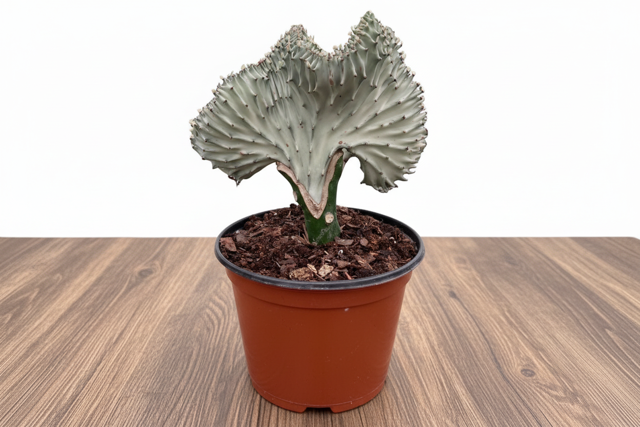 Cylindropuntia cacti plant in a pot with a white background