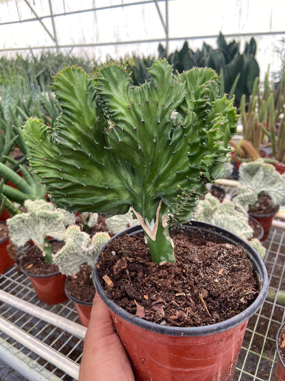 Euphorbia Lactea Mermaid Tail 6” Pot