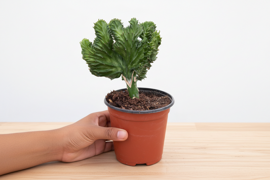 Potted cactus held by a hand on a white background