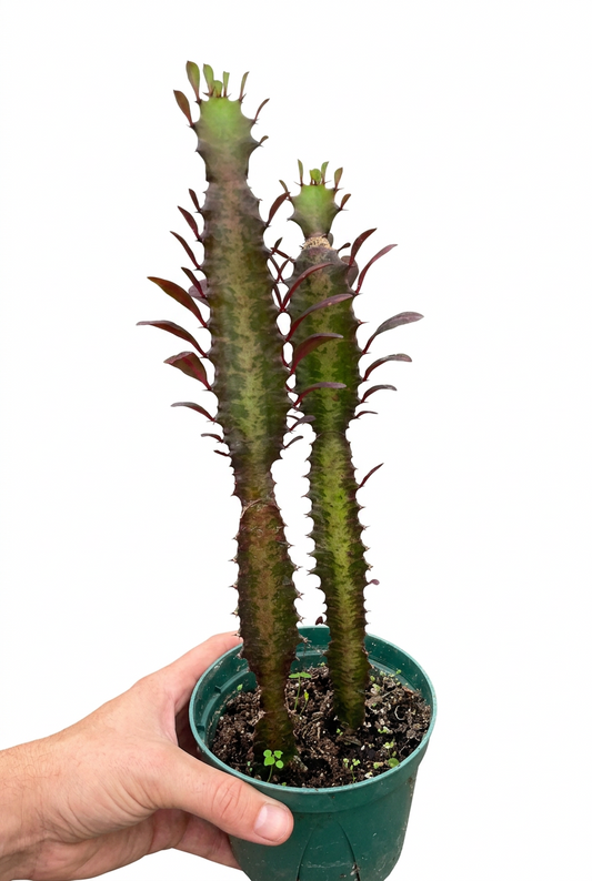 Hand holding a euphorbia trigona rubra cacti with green stems with reddish edges growing in a green pot.