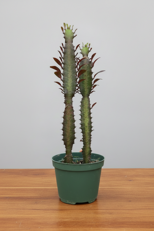 succulent euphorbia trigona rubra succulent in a green pot on a brown table with grey background