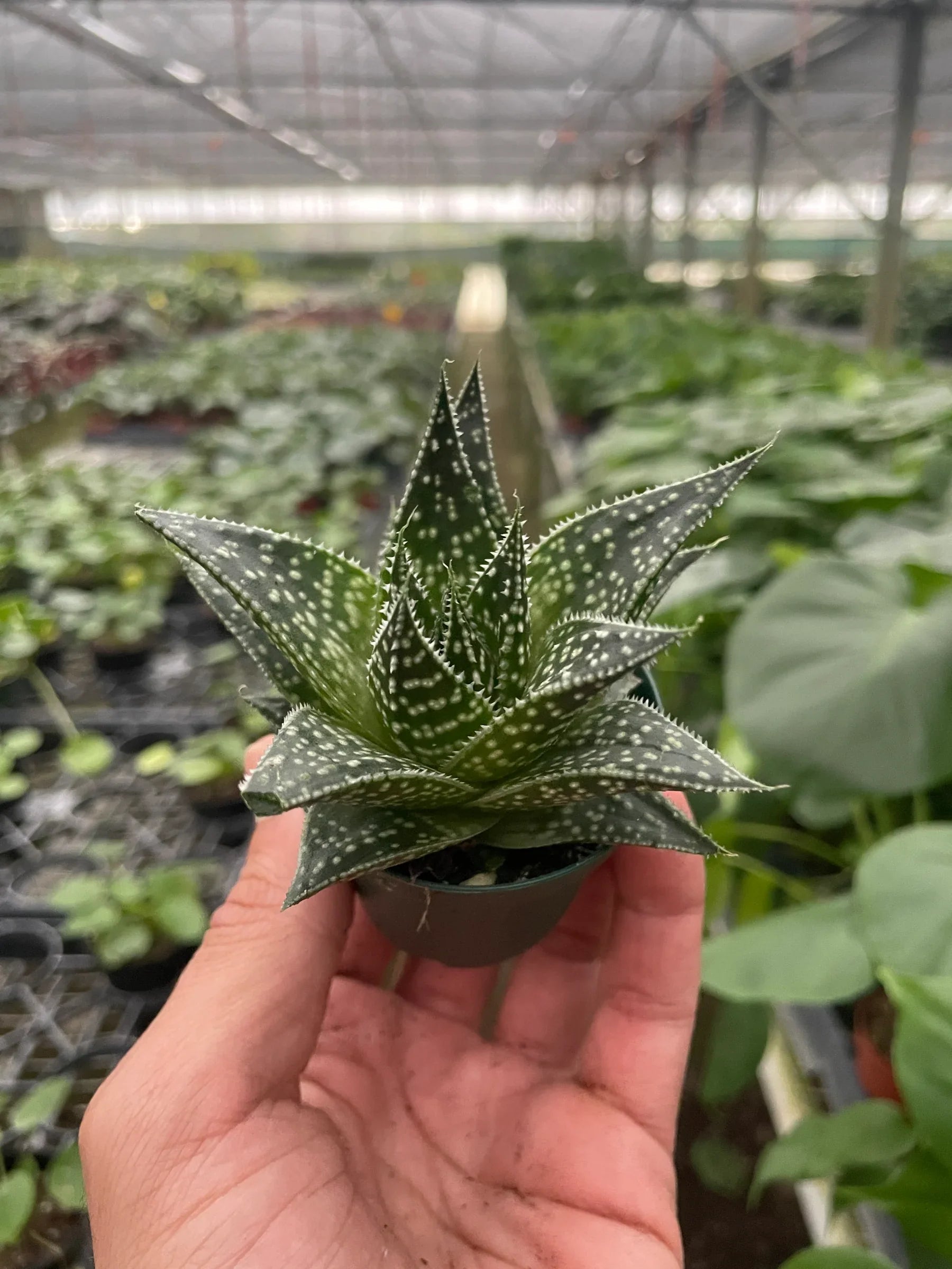Hand holding a small Gasteria Durban succulent with dark green, spotted, tongue-shaped leaves in a nursery.