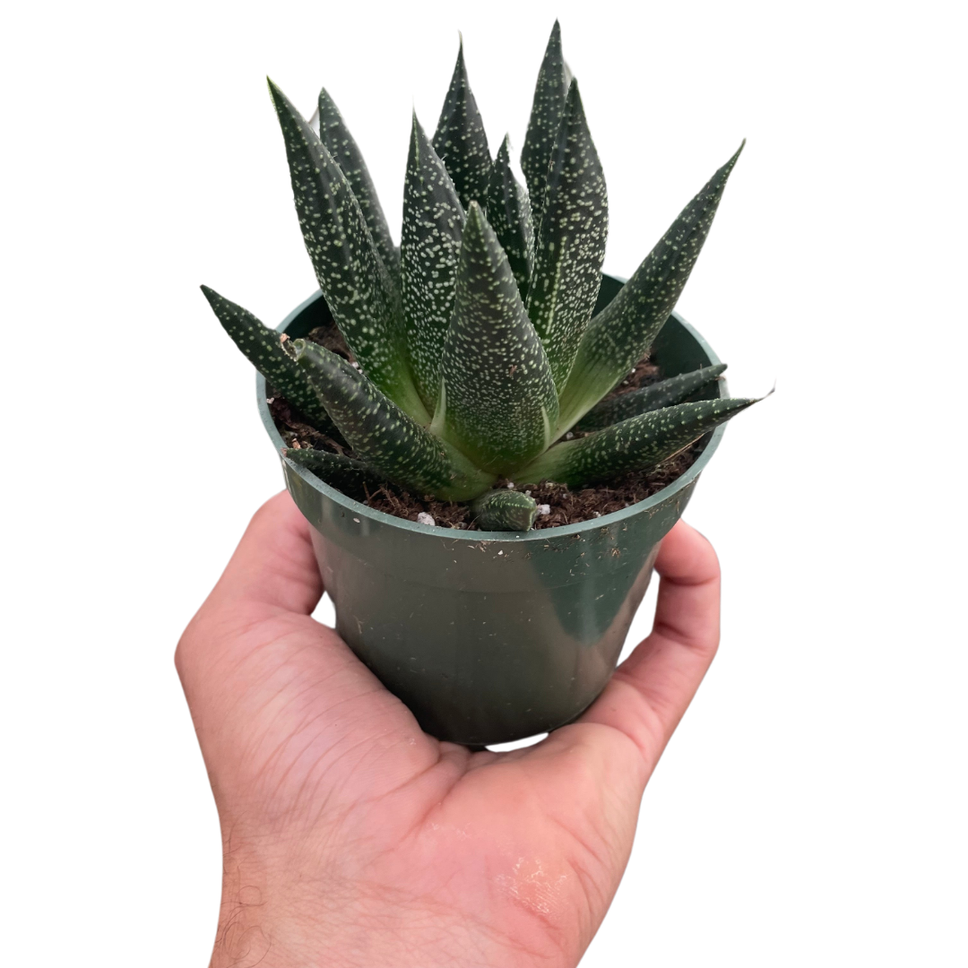 Hand holding a small Gasteria Durban succulent in a dark green pot with spotted, tongue-shaped leaves.
