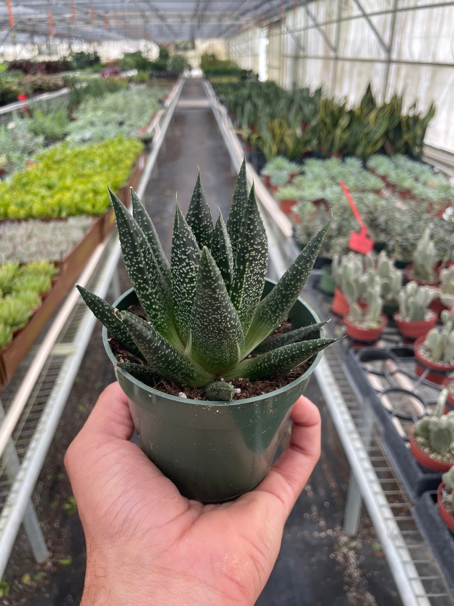 Hand holding a small Gasteria Durban succulent in a dark green pot with spotted, tongue-shaped leaves.
