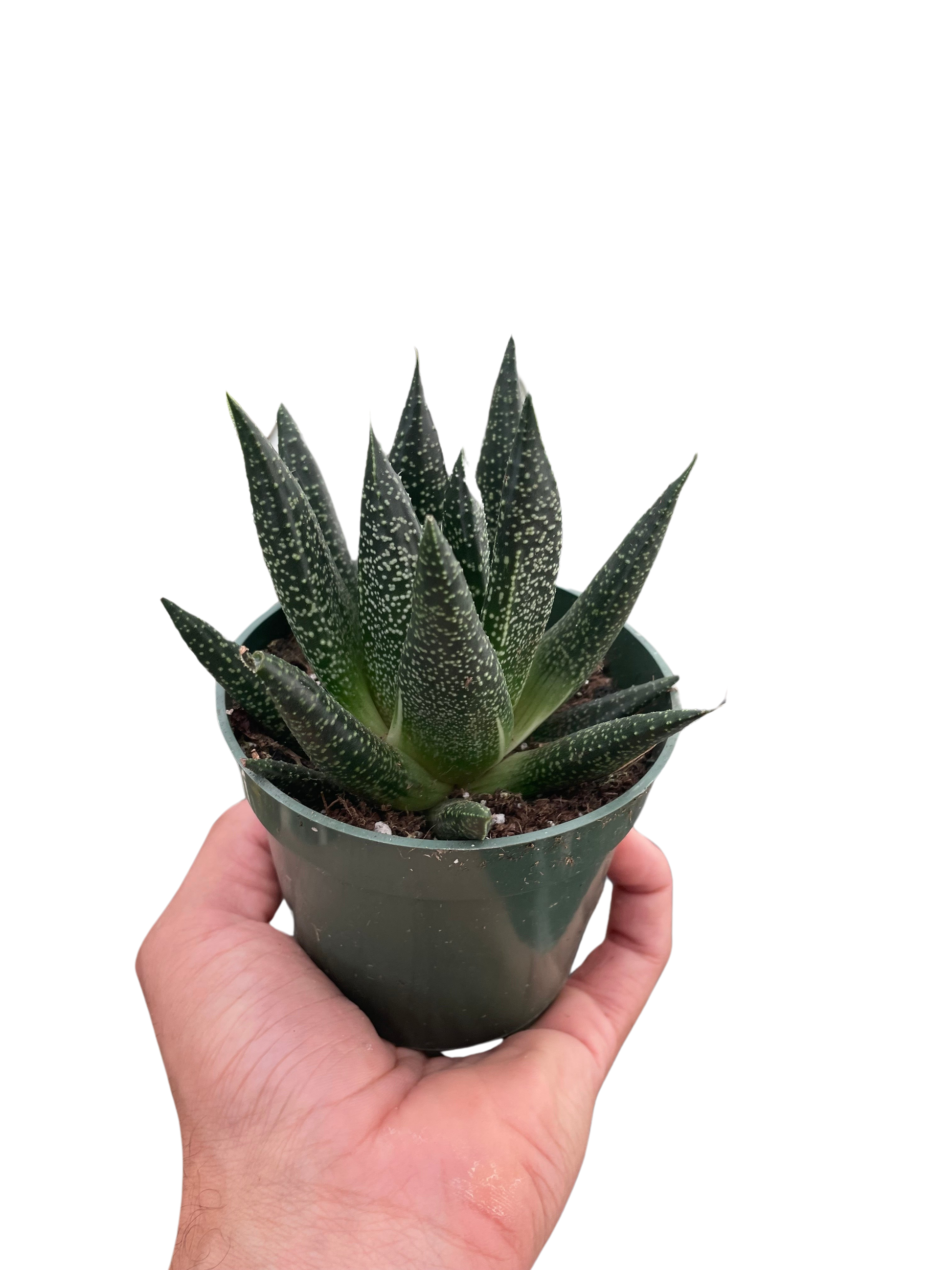 Hand holding a small Gasteria Durban succulent in a dark green pot, featuring thick, spotted, tongue-shaped leaves.