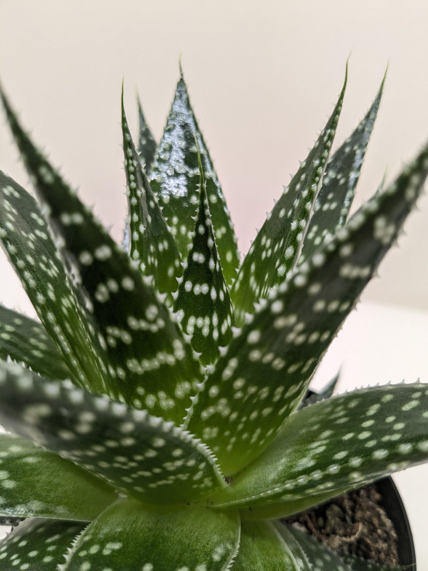 Gasteria 'Durban' succulent with dark green, tongue-shaped leaves and distinct white spotted markings.
