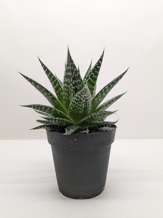 Compact Gasteria Durban succulent with dark green, spotted, tongue-shaped leaves in a black pot.