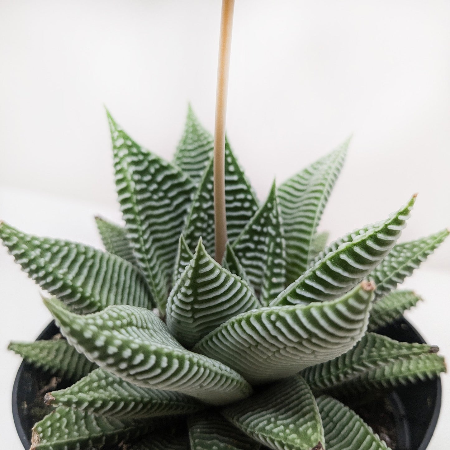 Compact Haworthia Miami succulent with dark green leaves and bold white ridges in a black pot.