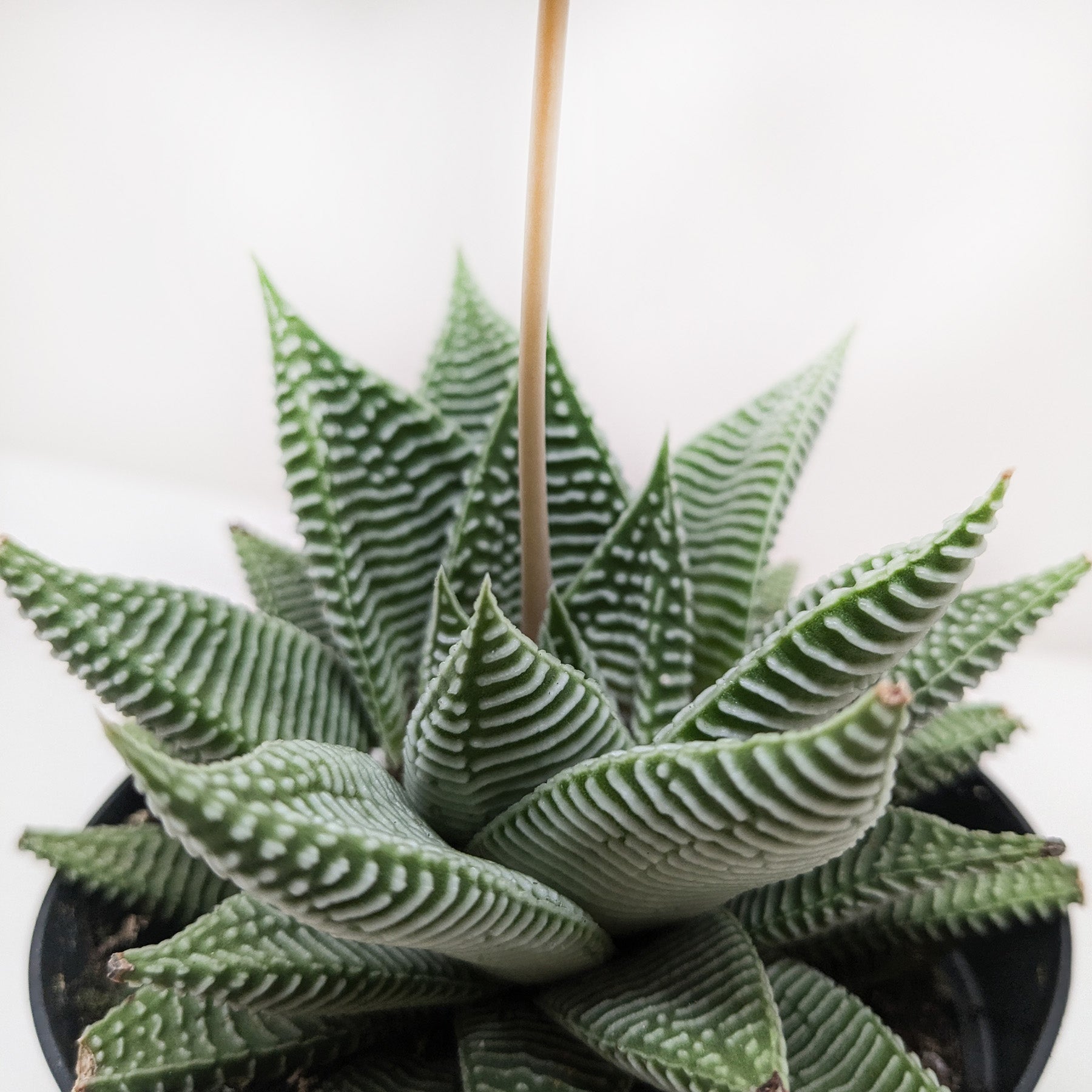 Compact Haworthia Miami succulent with dark green leaves and bold white ridges in a black pot.