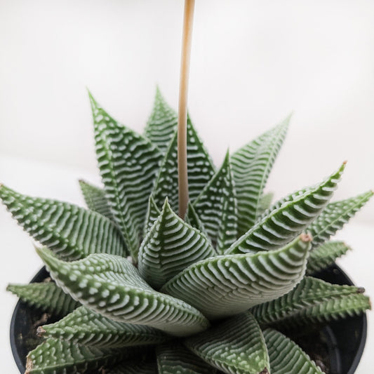 Compact Haworthia Miami succulent with dark green leaves and bold white ridges in a black pot.