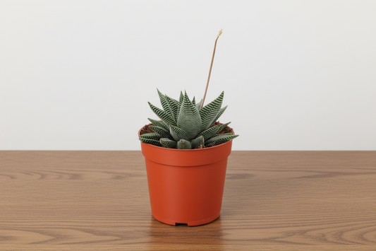 Compact Haworthia Miami succulent with dark green leaves and white ridges in an orange pot.