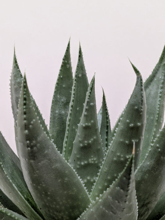 Close-up of a Gasteria 'Little Warty' succulent with thick, gray-green leaves and white warty bumps.