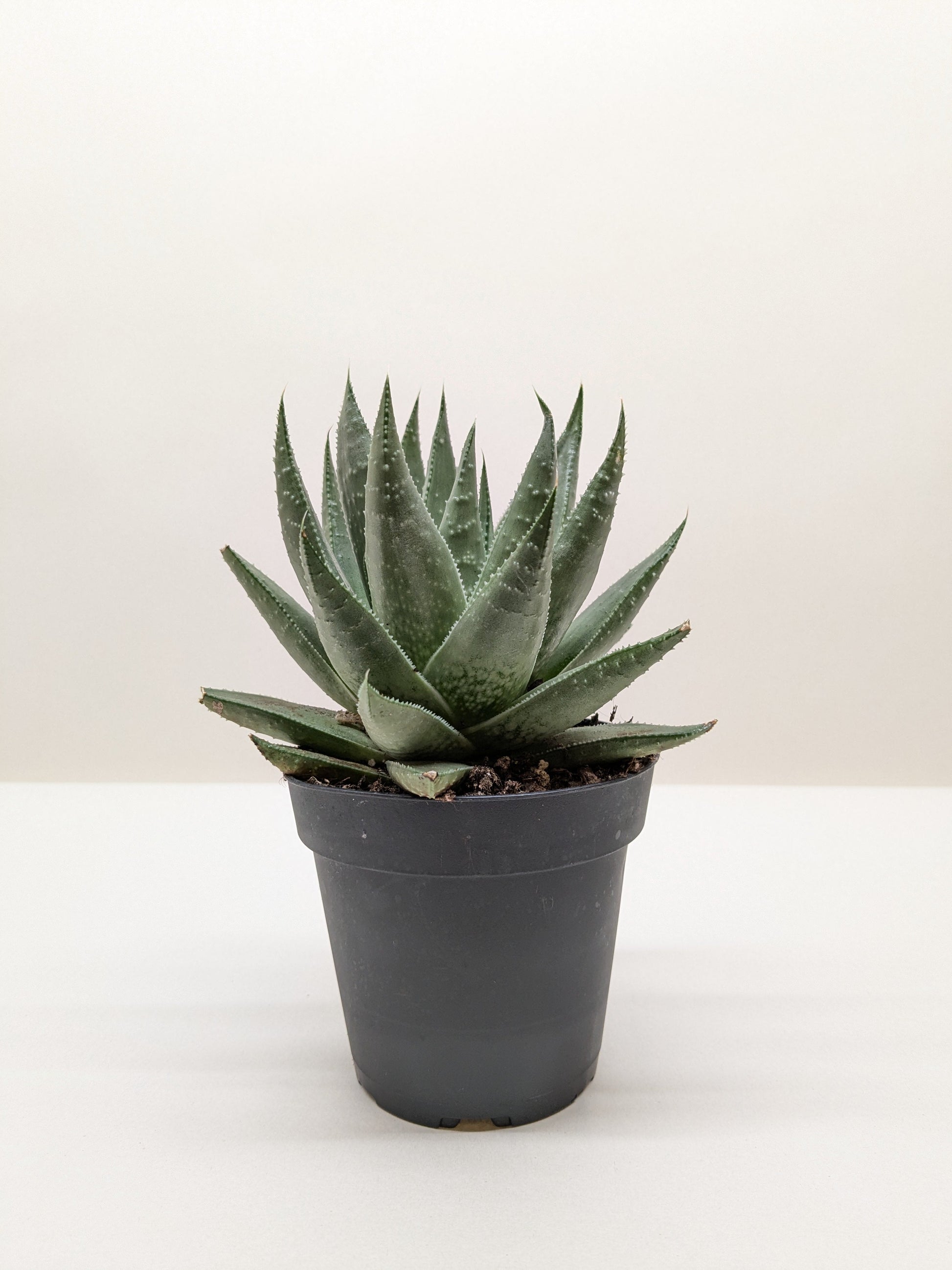 Succulent Haworthia Savanna in a black pot, featuring thick, spiky green leaves.