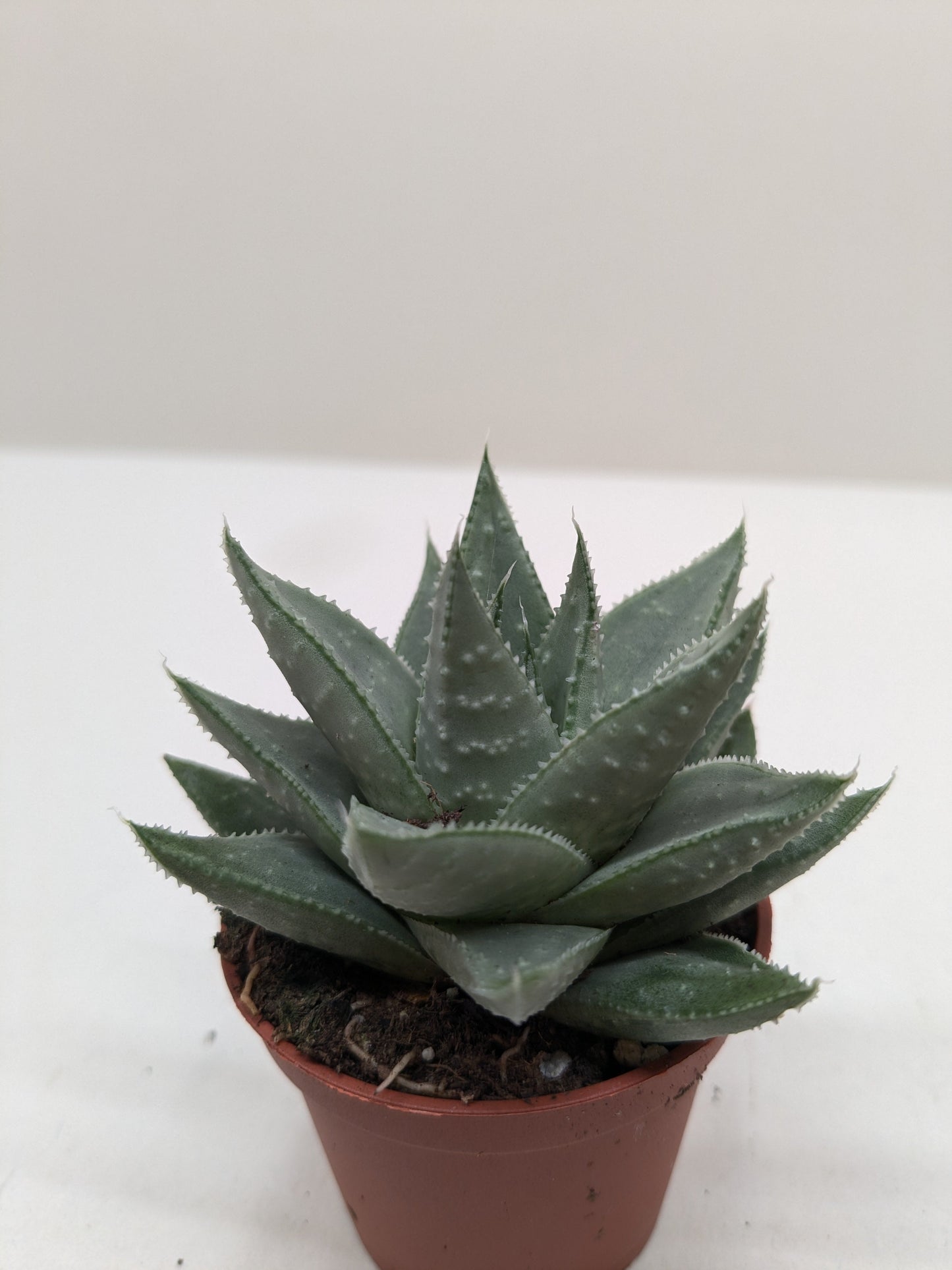 Compact Haworthia Savanna succulent with spiky, gray-green leaves in a small brown pot.