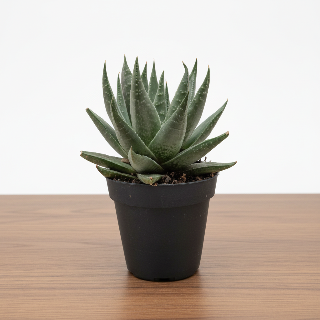 Compact Gasteria 'Little Warty' succulent with thick, warty gray-green leaves in a black pot.