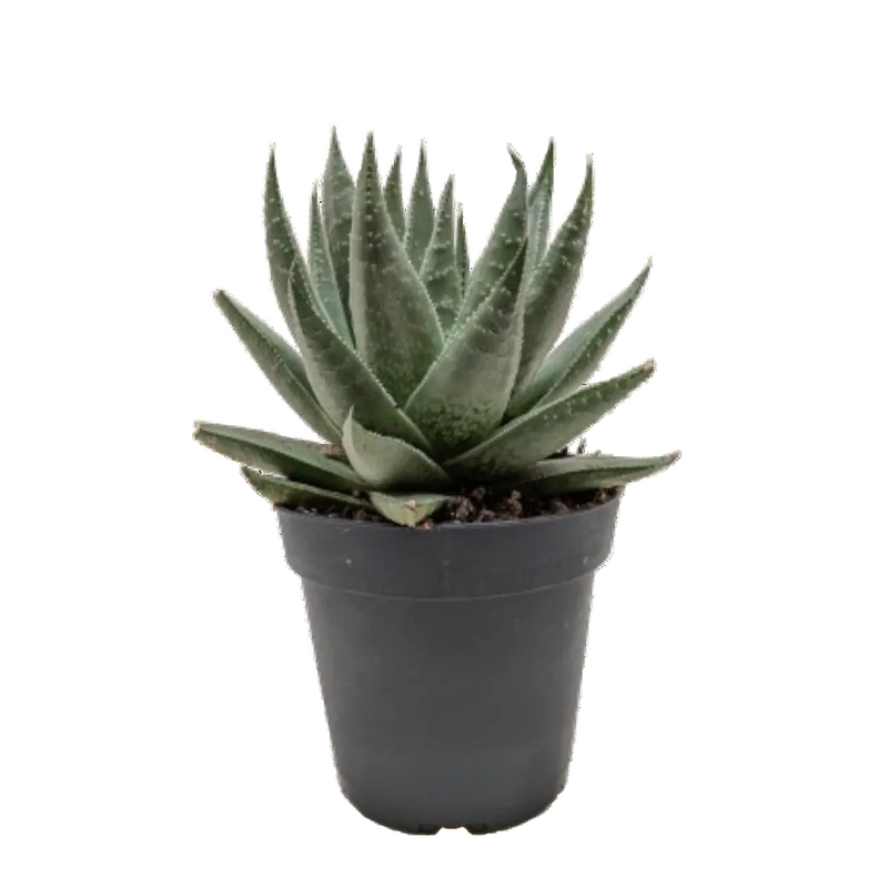 Compact Haworthia Savanna succulent with thick, warty gray-green leaves in a black pot.