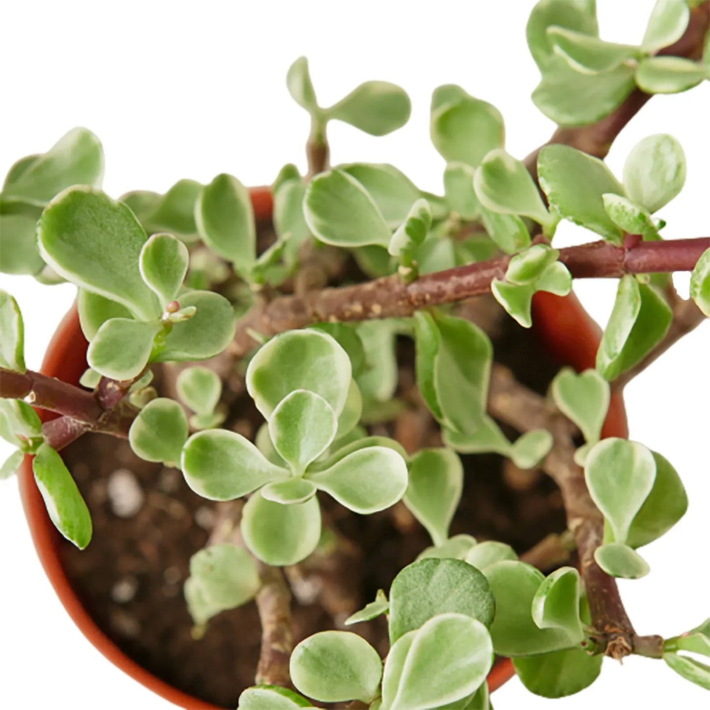 Rainbow Elephant Bush succulent with bright green leaves and reddish-brown stems in a brown pot.