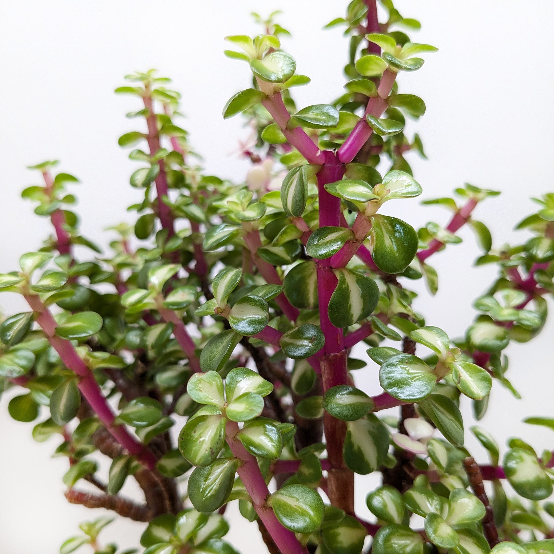 Vibrant Rainbow Elephant Bush succulent with bright green leaves and reddish-brown stems.