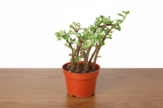 Rainbow Elephant Bush succulent in a terracotta pot, with green leaves and reddish-brown stems.