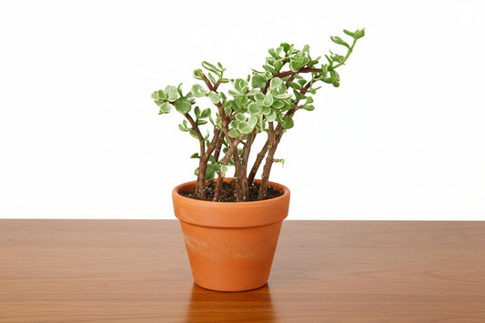 Rainbow Elephant Bush succulent in a terracotta pot with green and white variegated leaves and reddish-brown stems.