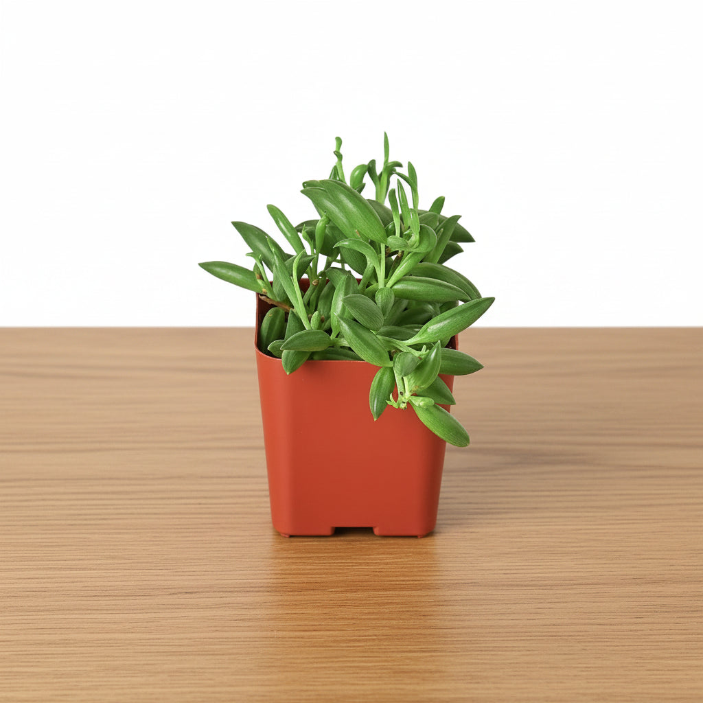 Small potted plant in a red pot on a white background