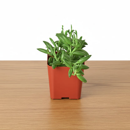 Small potted plant in a red pot on a white background