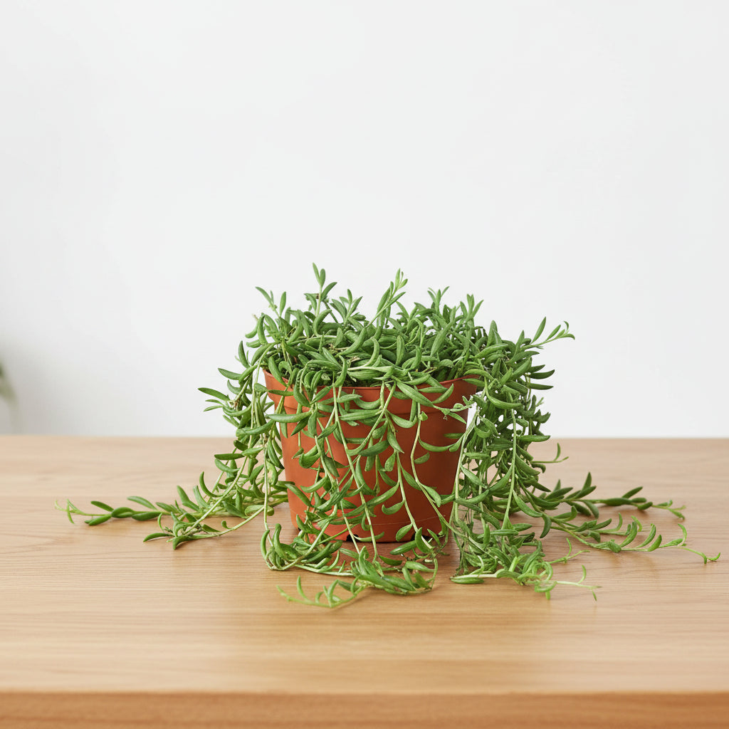 Potted plant with trailing green leaves on a white background