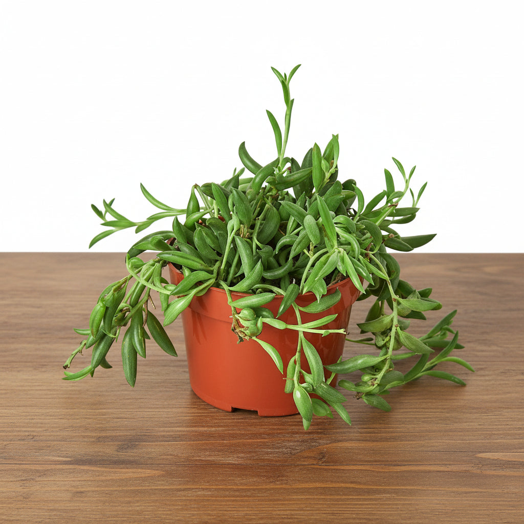 Potted plant with green leaves on a white background