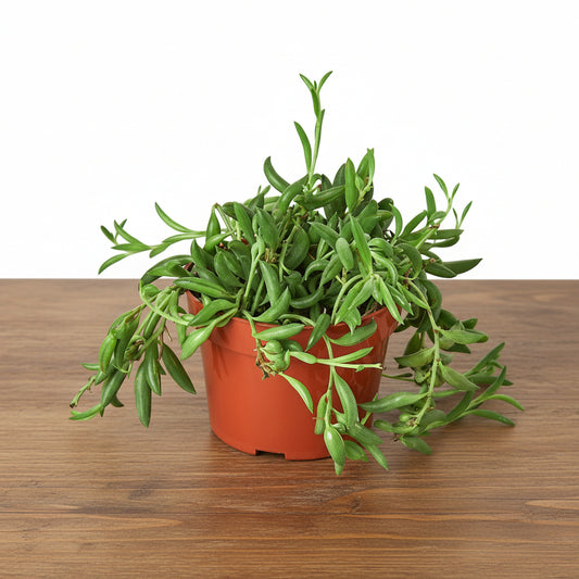 Potted plant with green leaves on a white background
