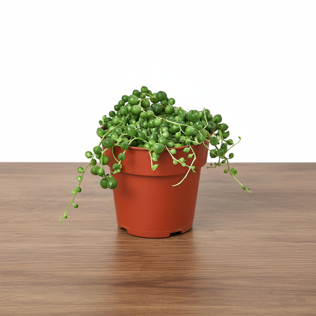 Vibrant green String of Pearls succulent in a brown nursery pot on a wooden surface.
