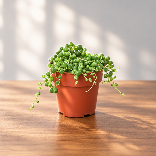 Vibrant green String of Pearls succulent in a brown nursery pot on a wooden surface with grey background.