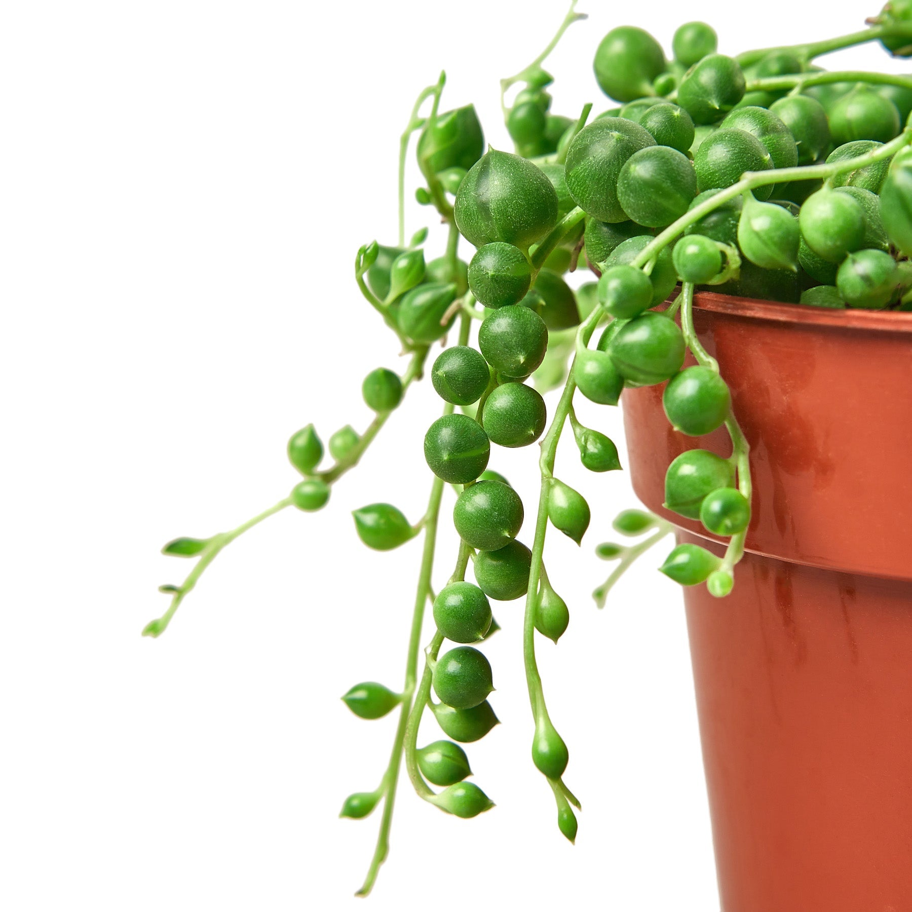 Vibrant green String of Pearls succulent trailing from a brown nursery pot.