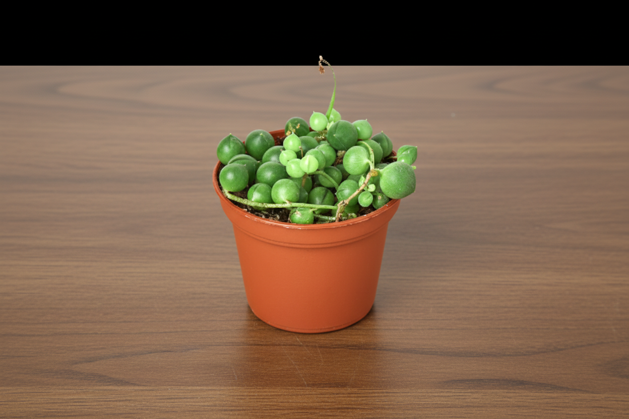 Small String of Pearls succulent in a terracotta nursery pot on a wooden surface.