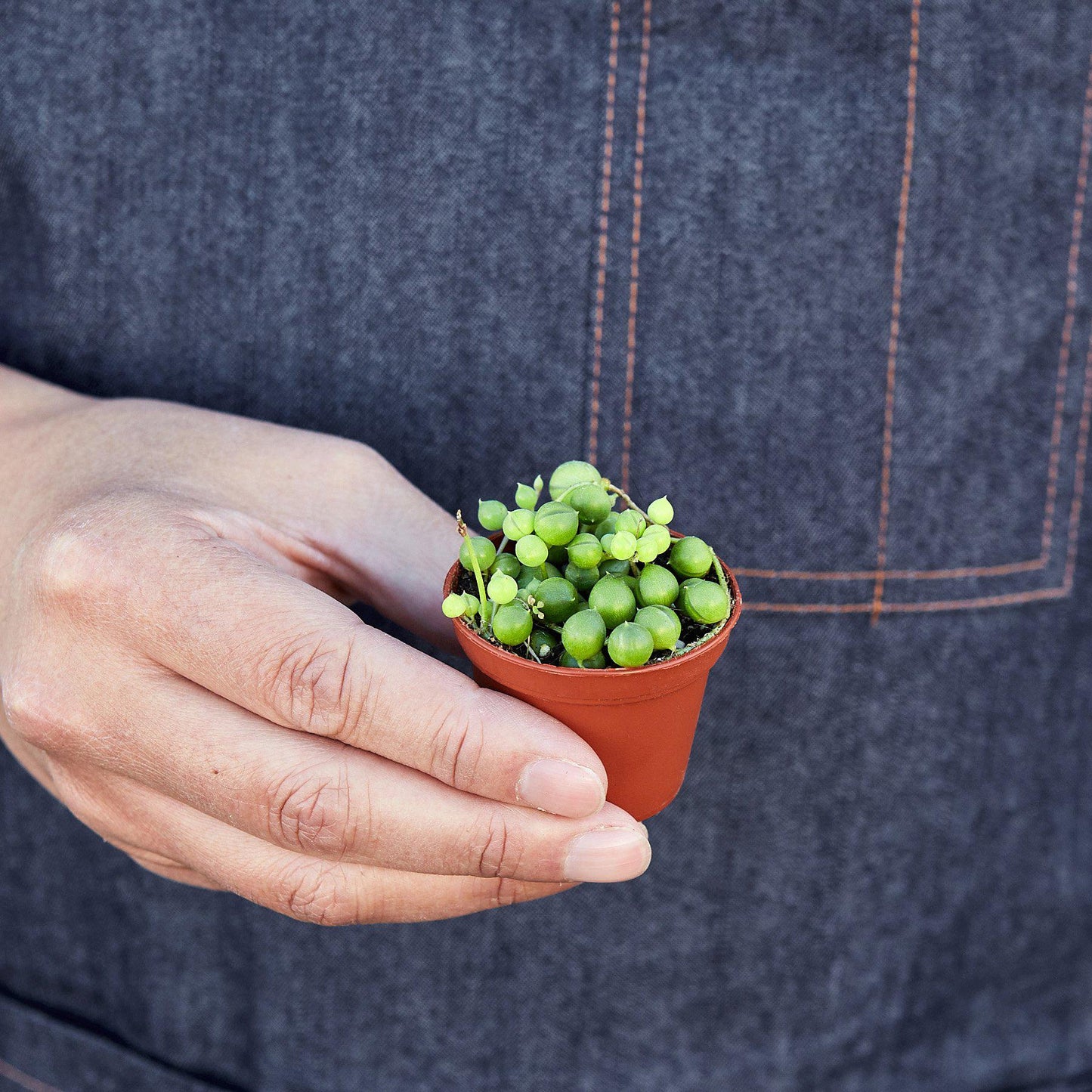 Hand holding a small String of Pearls succulent in a brown nursery pot.