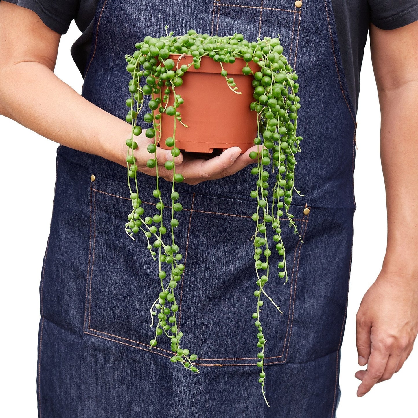 Person in a denim apron holding a String of Pearls succulent in a brown nursery pot, with long green tendrils.