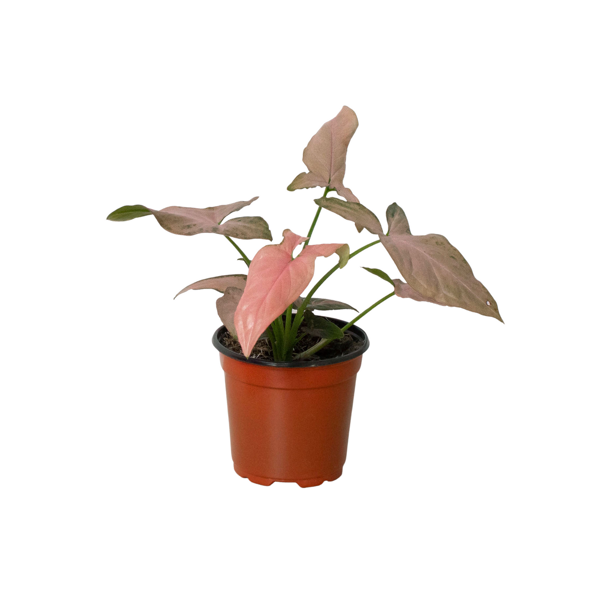 A small potted syngonium pink splash houseplant with pinkish and green leaves in a brown plastic nursery pot, isolated on a white background.