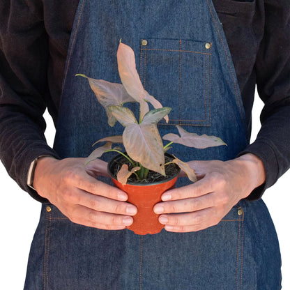A person standing in front of a white background wearing a blue denim apron holding a syngonium pink splash plant with pink and green arrowhead shaped leaves in a brown pot.