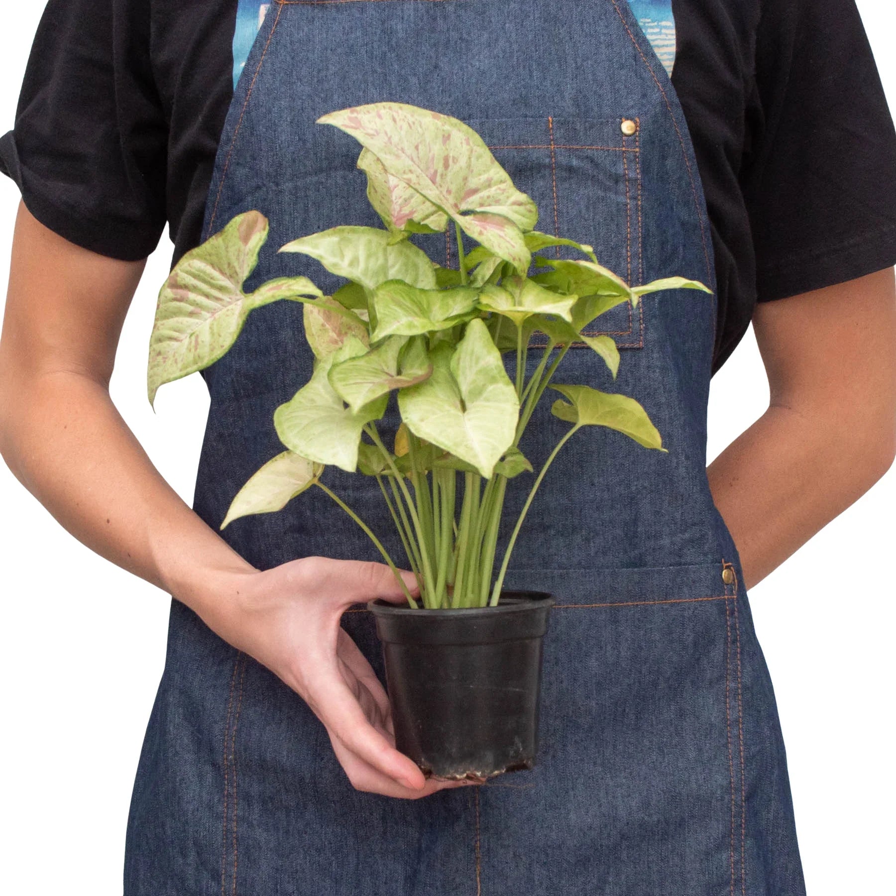 Person in denim apron holding a potted Syngonium 'Confetti' plant with light green and pink variegated leaves.